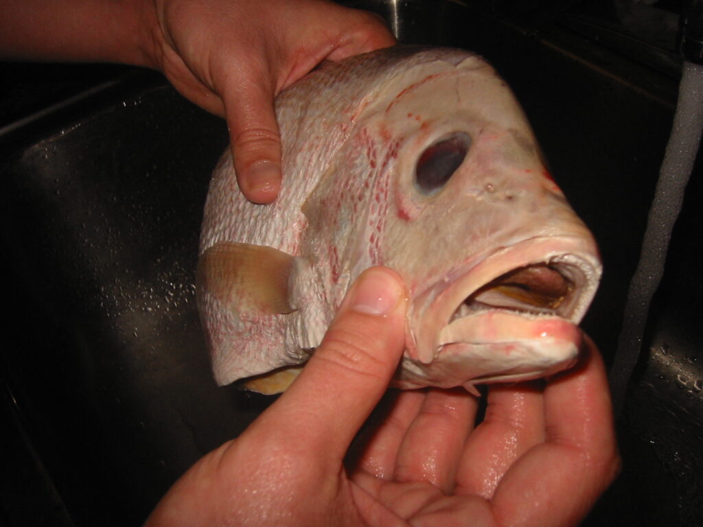 Stink fish