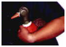 General: Fight the Anti-Foie Gras Fascists